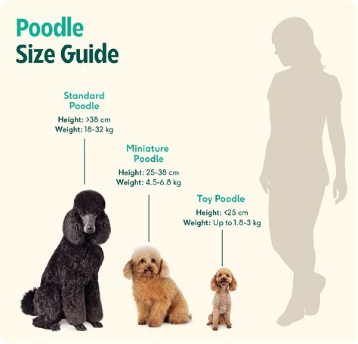 At what age do toy poodles reach their full size?