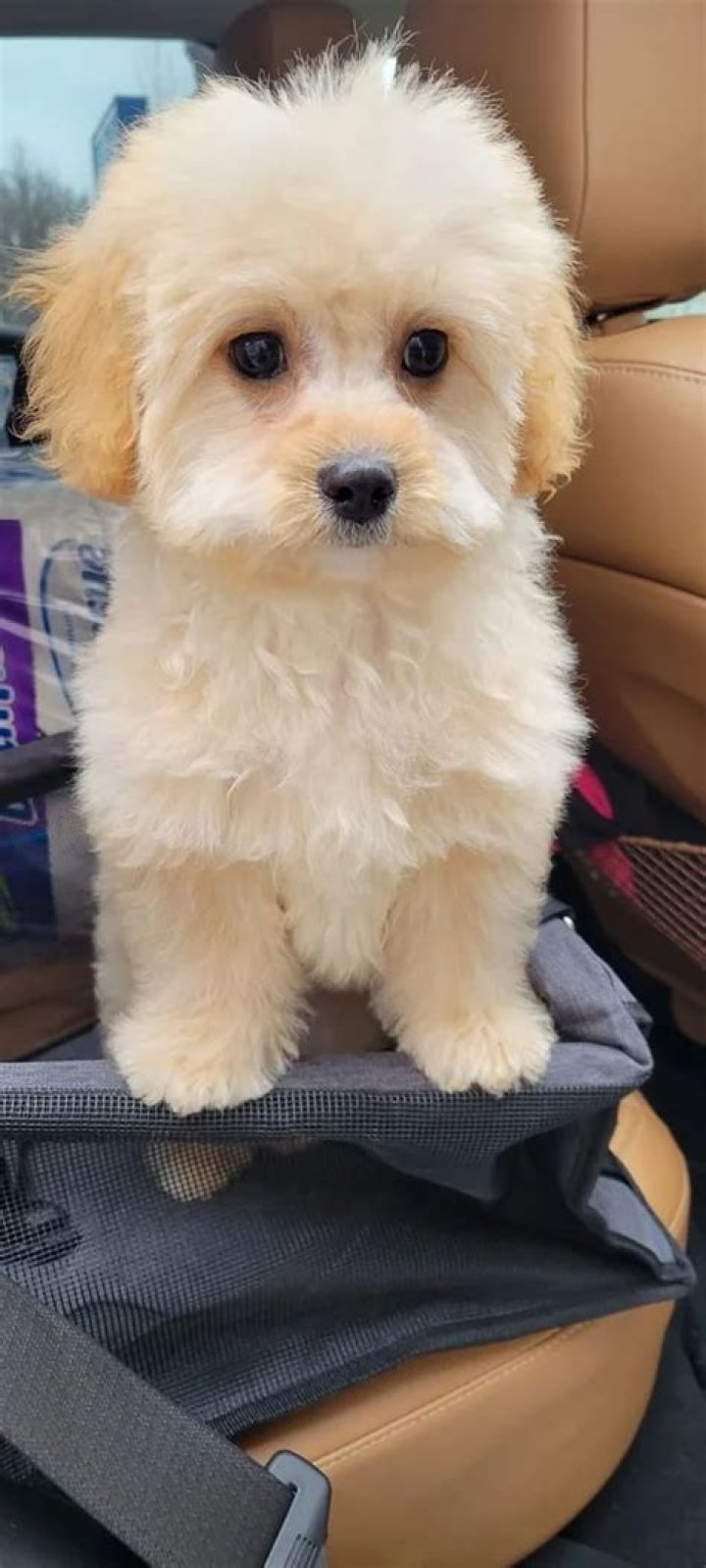 At what age should a female puppy be spayed?