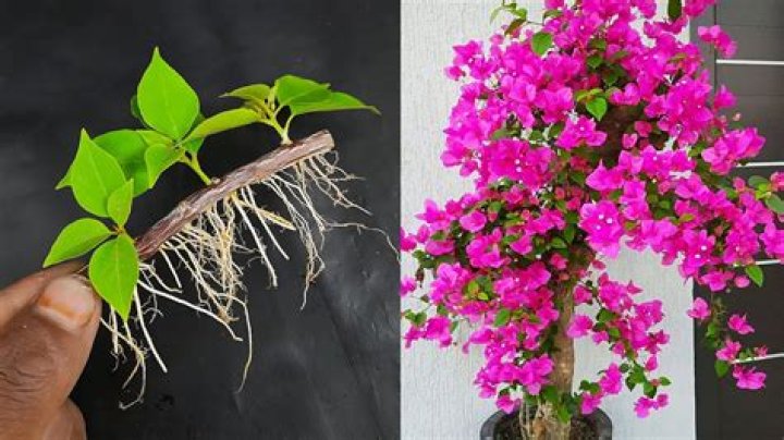 Can a bougainvillea cutting be rooted in water?
