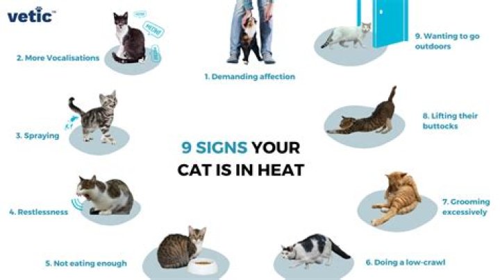 Can a cat still be in heat after mating?