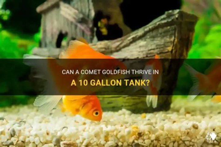 Can a comet goldfish live in a 10 gallon tank?