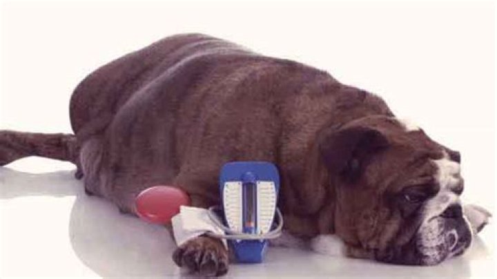 Can a dog recover from diabetes?