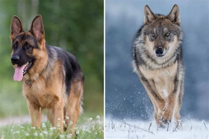 Can a German Shepherd be part wolf?