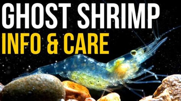 Can a ghost shrimp live with a betta?