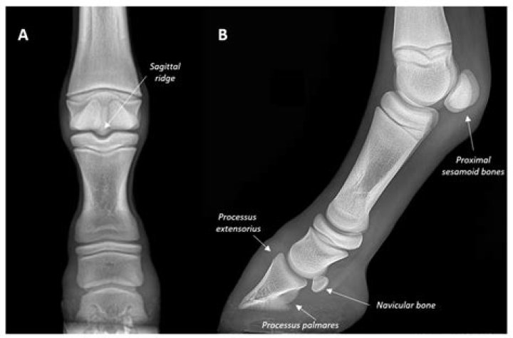 Can a horse recover from a fractured sesamoid?