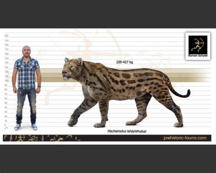 Can a human ride a tiger?