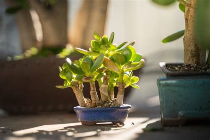 Can a jade plant be a bonsai?
