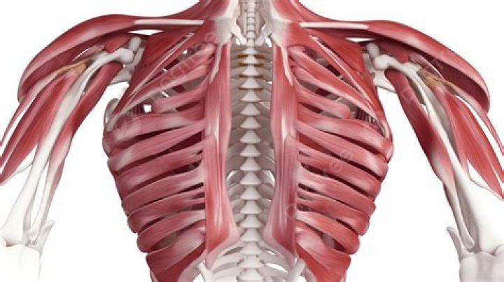 Can a muscle get trapped between ribs?