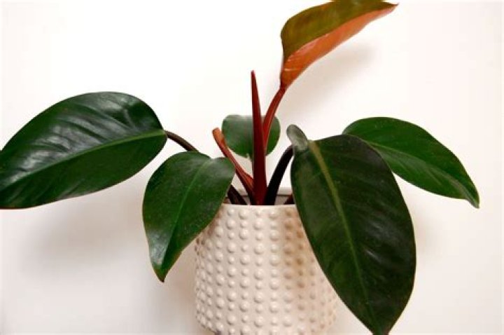 Can a philodendron grow in just water?