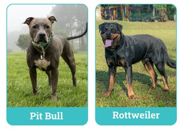 Can a rottweiler kill a Pit Bull?