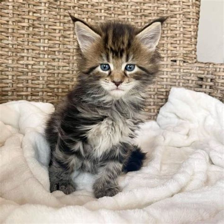 Can a tabby cat look like a Maine Coon?