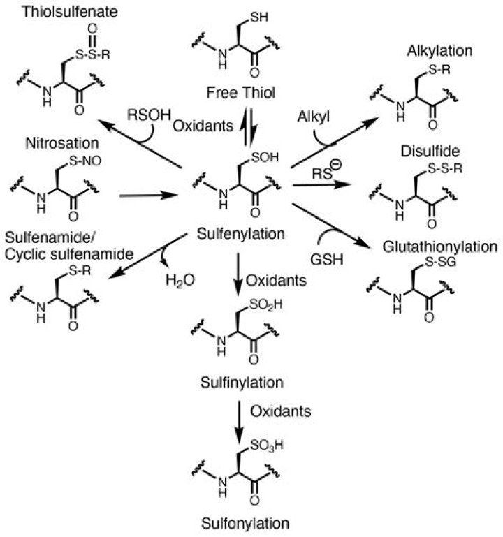 Can a thiol be oxidized?