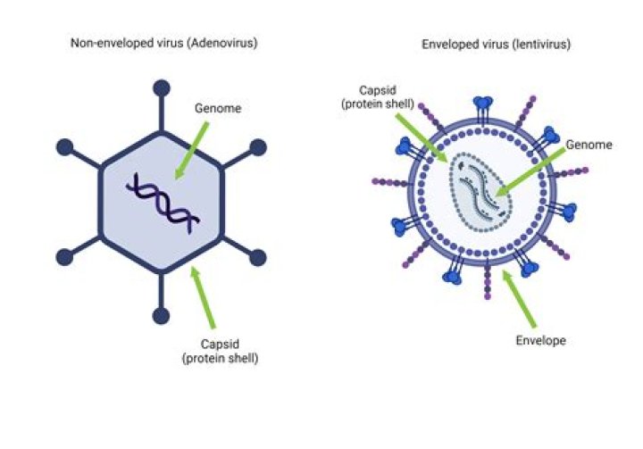 Can adenovirus kill you?