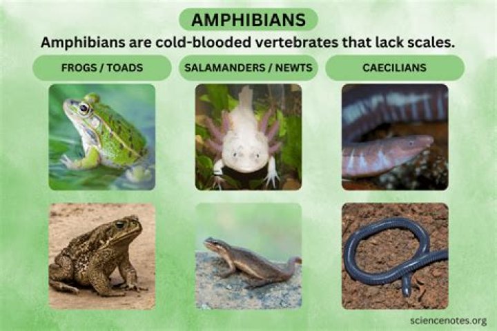 Can amphibians survive in salt water?
