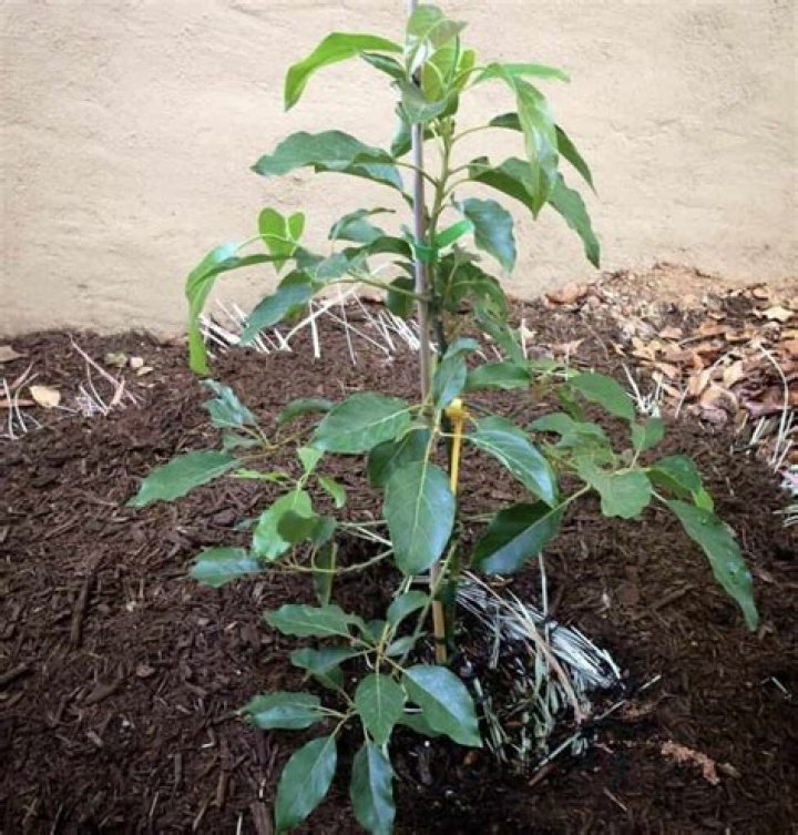 Can avocado trees be kept small?