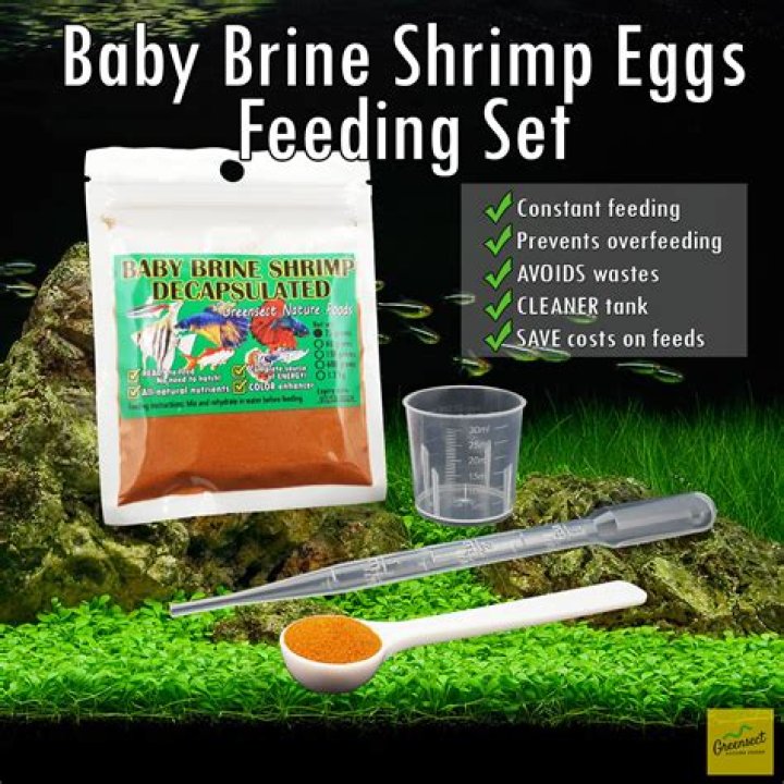 Can baby brine shrimp eat egg yolk?