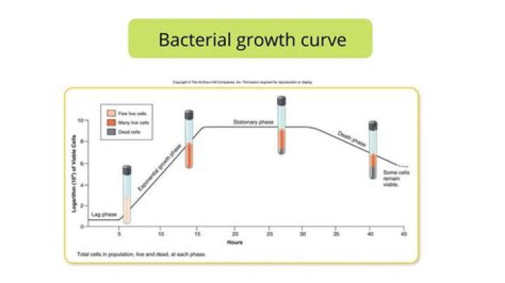 Can bacteria grow in spices?