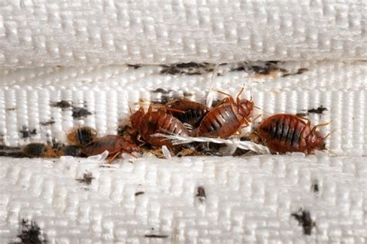 Can bed bugs stick to clothes?