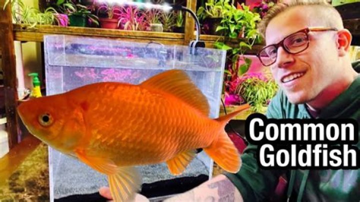 Can Bichirs live with goldfish?