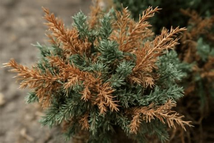 Can Brown juniper come back?