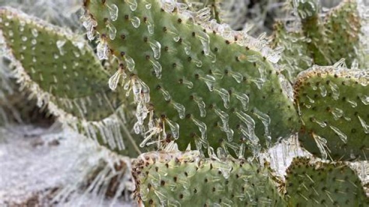 Can cactus survive winter?