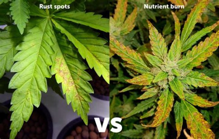 Can cannabis plants recover from nutrient burn?