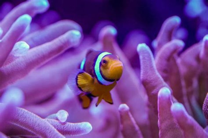 Can clownfish live in any anemone?