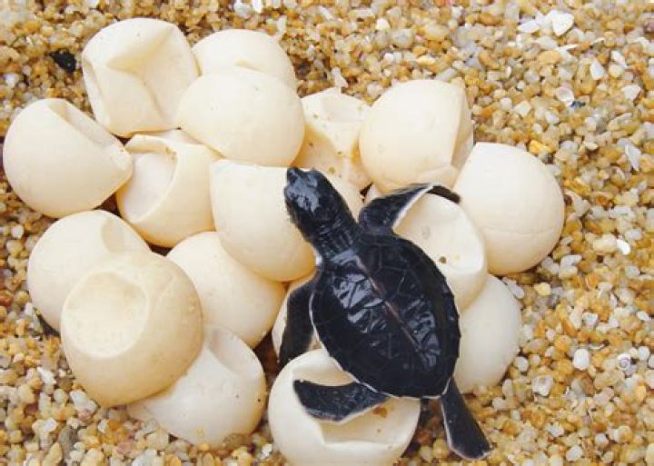 Can cracked turtle eggs hatch?