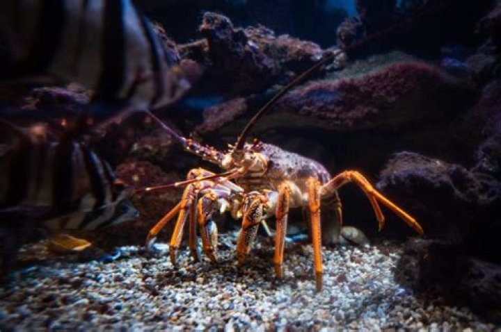 Can crustaceans live forever?