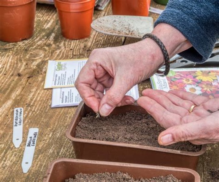 Can dahlias be grown from seeds?