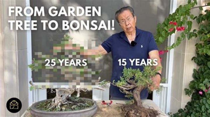 Can desert rose be bonsai?