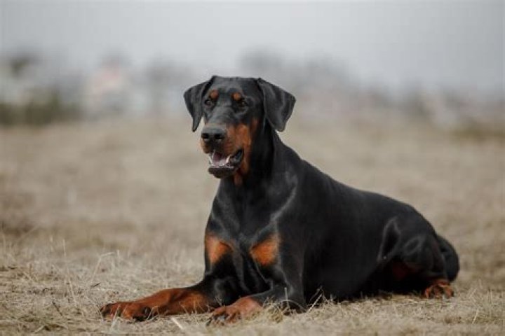 Can Dobermans do Schutzhund?