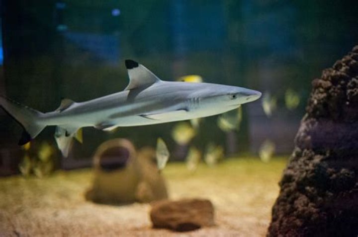 Can dogfish sharks be kept in aquariums?