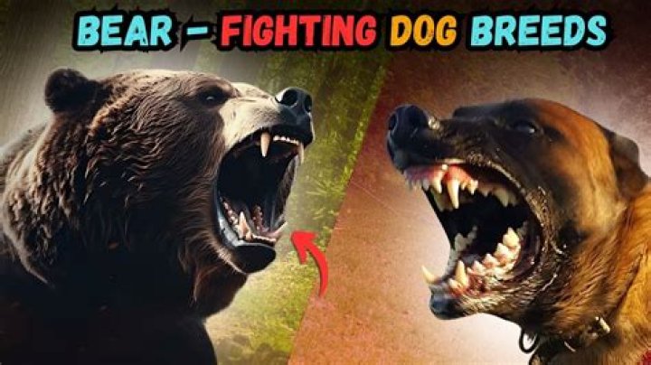 Can dogs fight a bear?