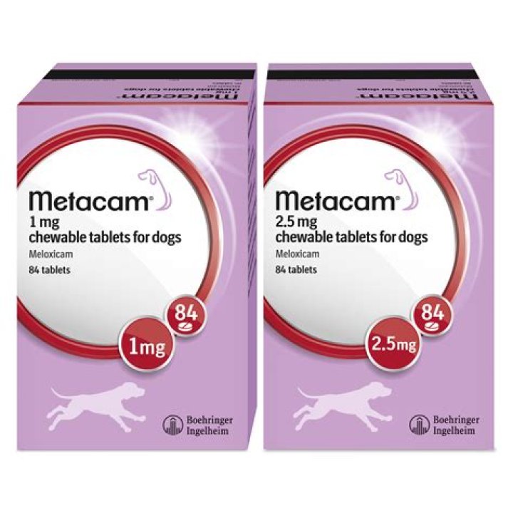 Can dogs take Dicloxacillin?
