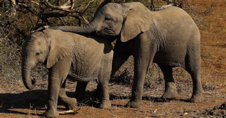 Can elephants survive without tusks?