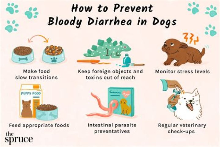 Can high blood sugar cause diarrhea in dogs?