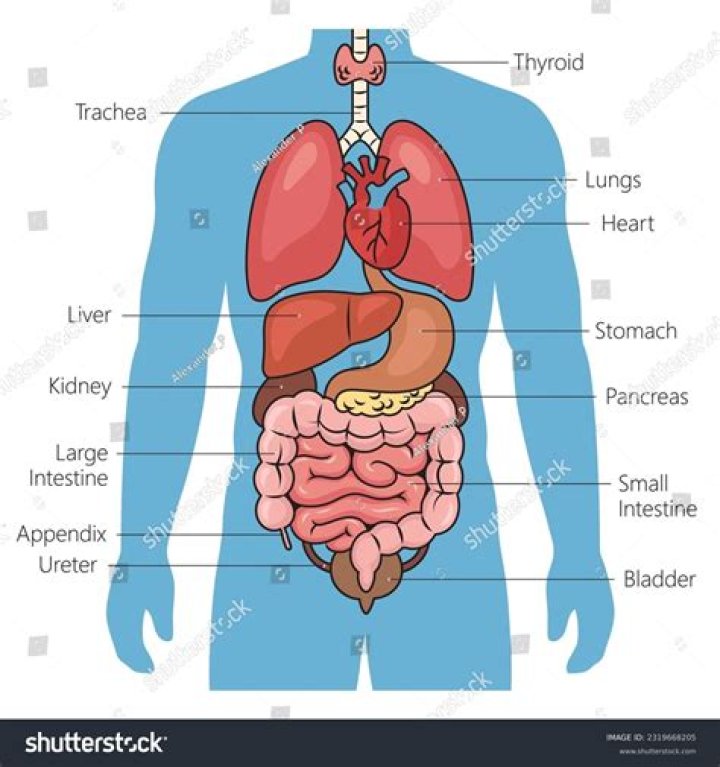 Can human organs be grown?