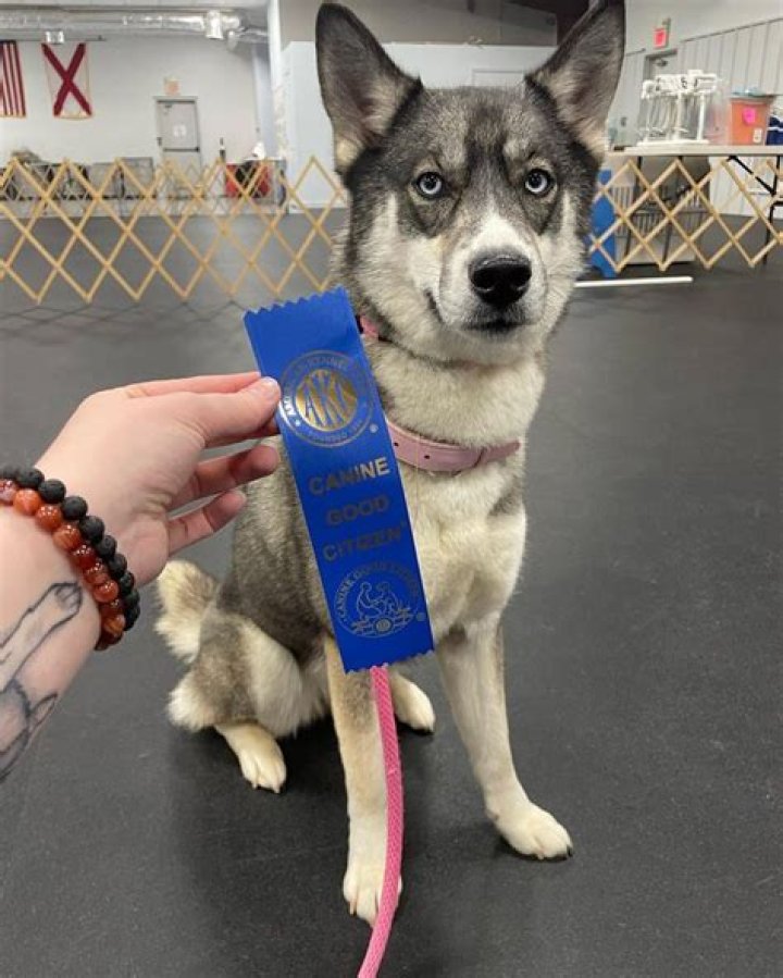 Can huskies be taught recall?