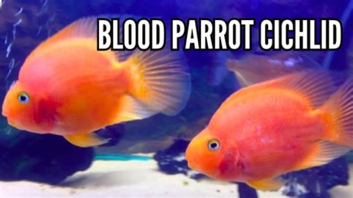Can I breed parrot fish?