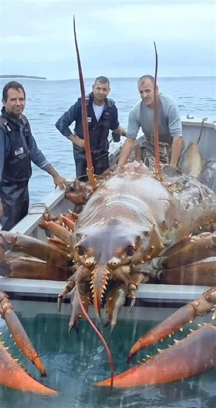 Can I buy lobster direct from fishermen Maine?