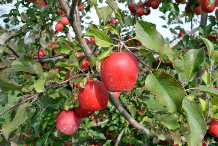 Can I cut apple tree branches in summer?