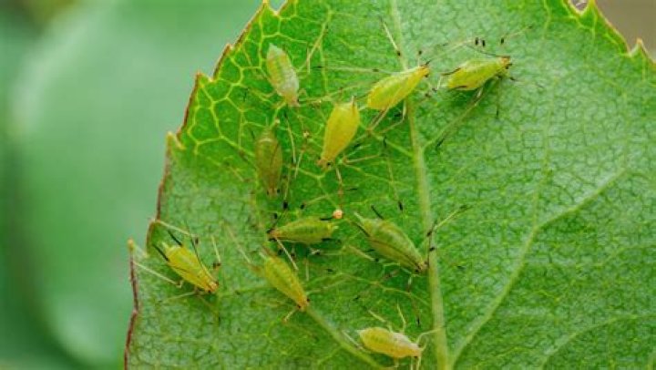 Can I eat kale that had aphids on it?
