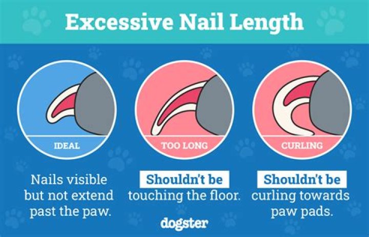 Can I get a dog for my disability?