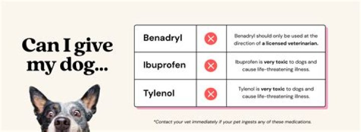 Can I give my dog phenazopyridine?