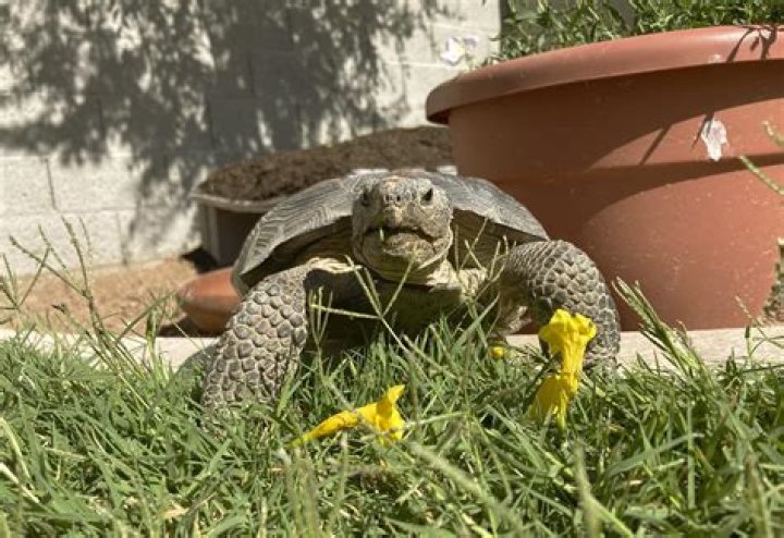 Can I have a tortoise as a pet in Australia?