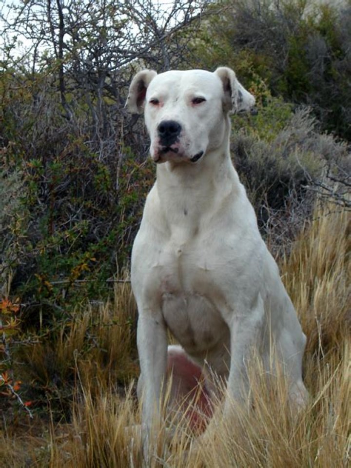 Can I own a Dogo Argentino in Australia?