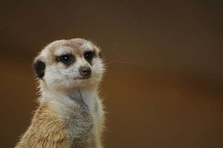 Can I own a meerkat as a pet?