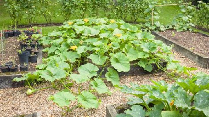 Can I plant squash near melons?