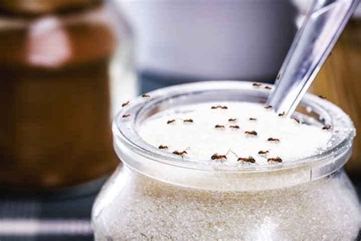 Can I put sugar in marinade?